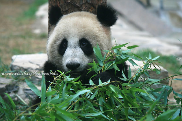 【北京】北京動物園：大熊貓